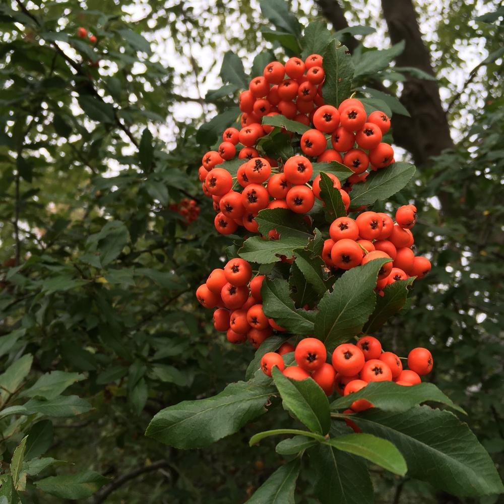 Photo of Firethorn (Pyracantha coccinea) uploaded by csandt
