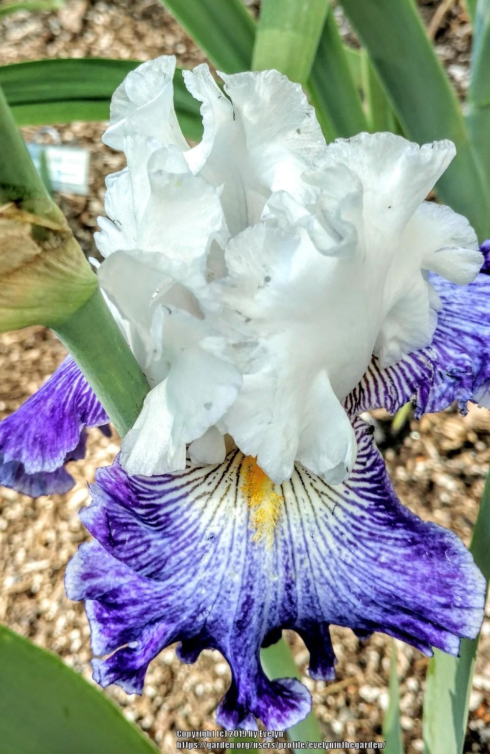 Photo of Tall Bearded Iris (Iris 'Cold Creek') uploaded by evelyninthegarden