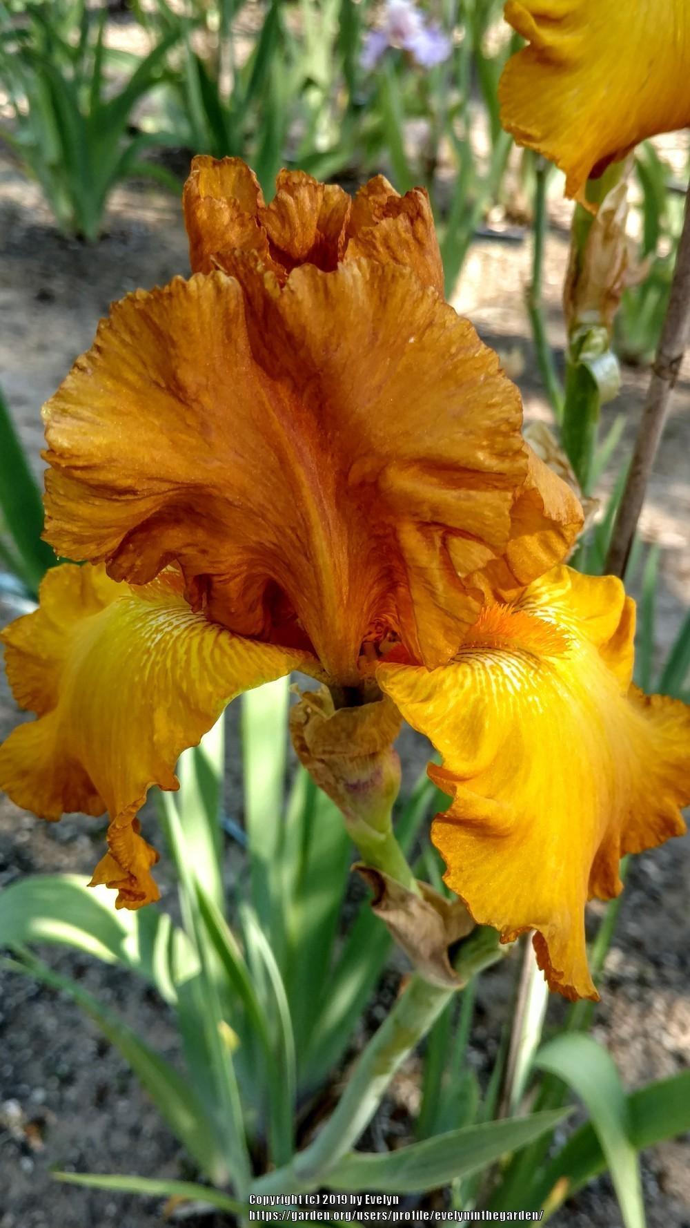 Photo of Tall Bearded Iris (Iris 'Boy Friend') uploaded by evelyninthegarden
