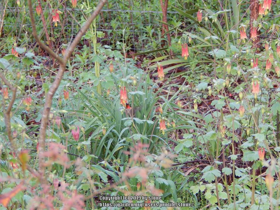 Photo of Eastern Red Columbine (Aquilegia canadensis) uploaded by stone