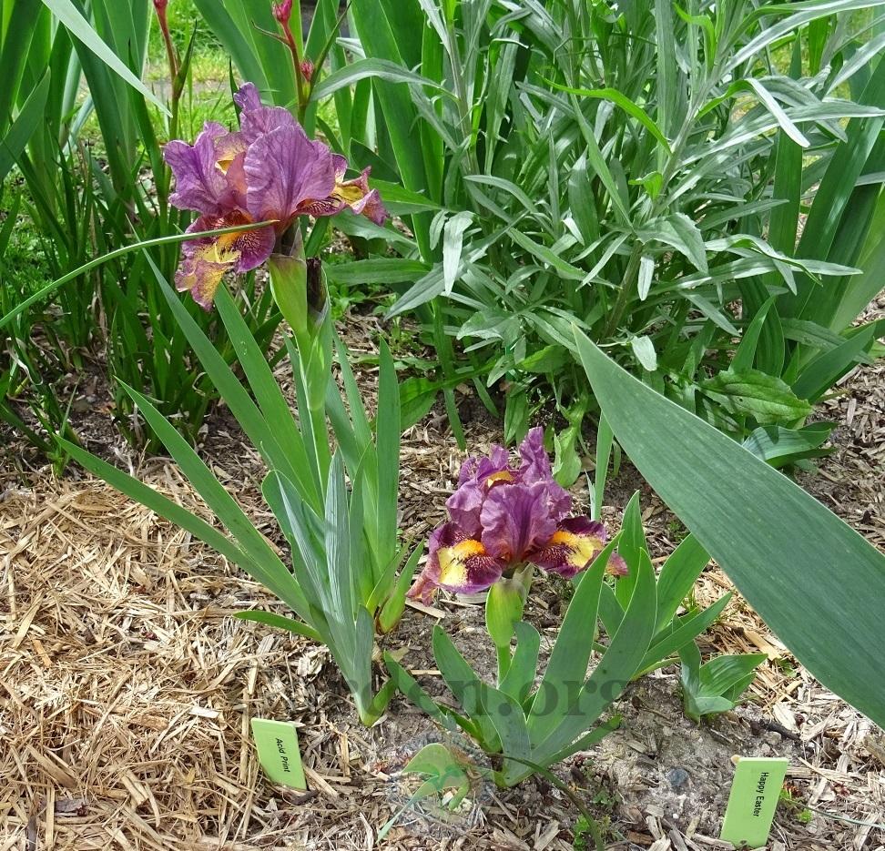 Photo of Standard Dwarf Bearded Iris (Iris 'Acid Print') uploaded by Totally_Amazing