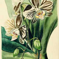 
Date: c. 1838
illustration by Miss Drake from 'Edwards's Botanical Register', 1