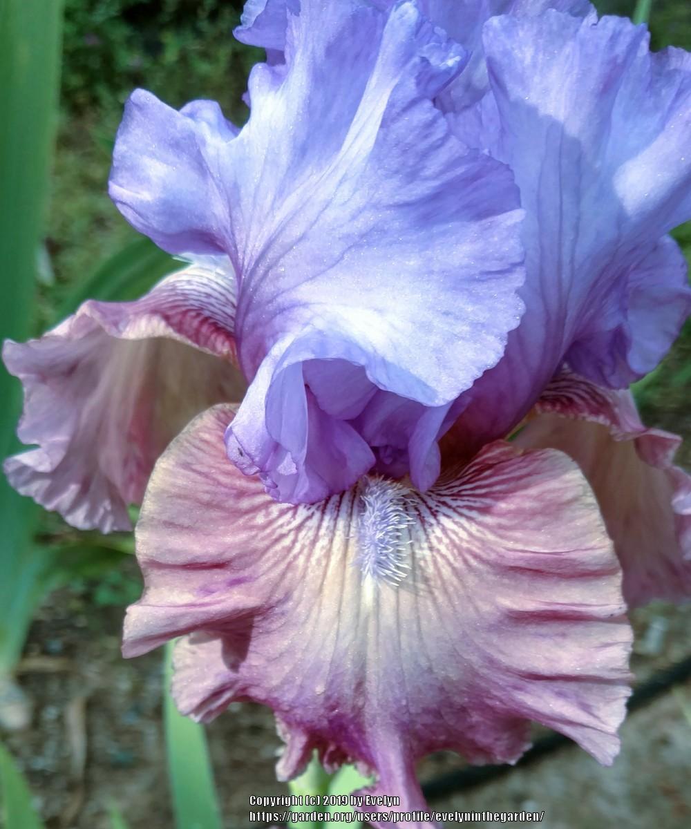 Photo of Tall Bearded Iris (Iris 'New Face') uploaded by evelyninthegarden