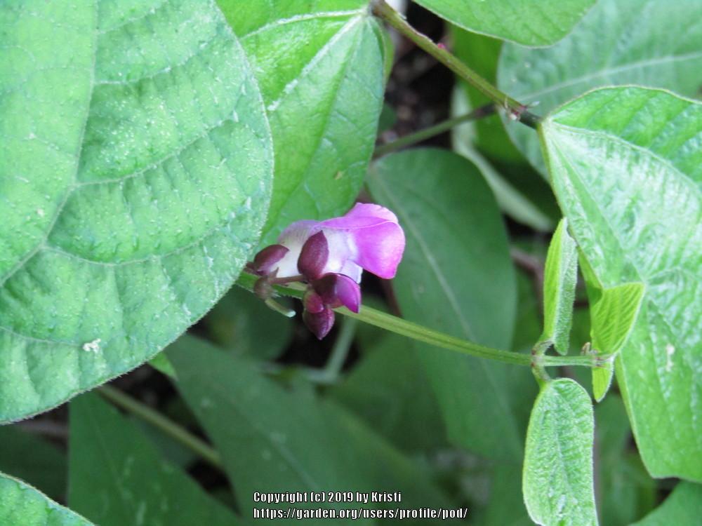 Photo of Bush Bean (Phaseolus vulgaris 'Royal Burgundy') uploaded by pod