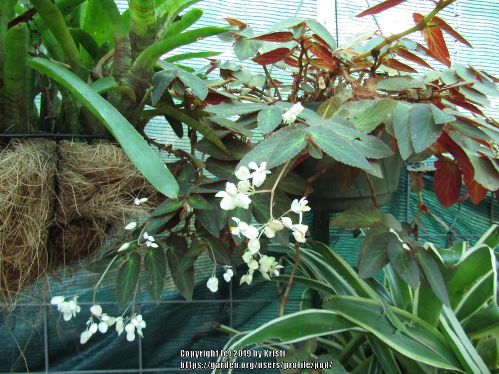 Photo of Trailing Begonia (Begonia 'Withlacoochee') uploaded by pod