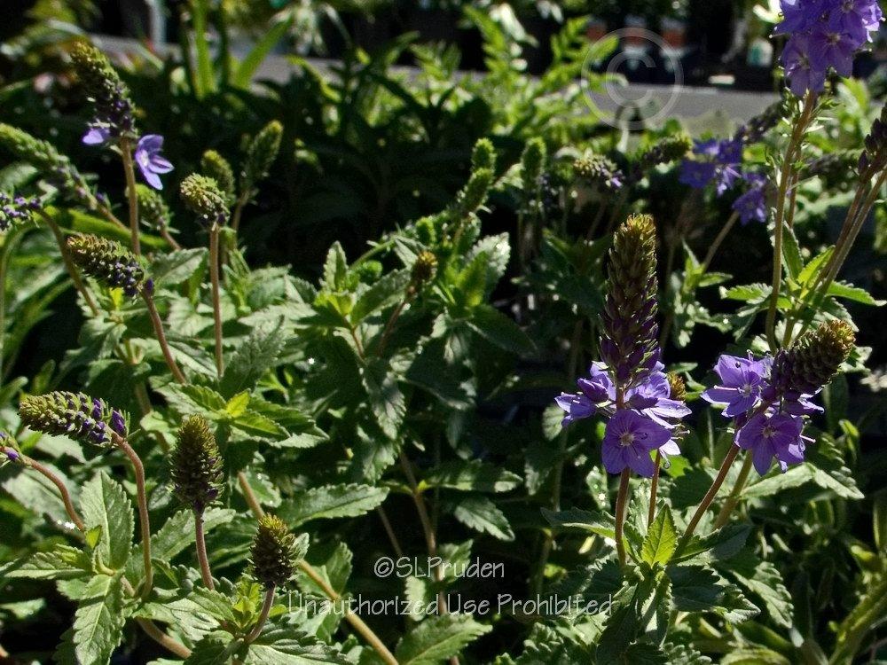 Photo of Large Speedwell (Veronica teucrium 'Crater Lake Blue') uploaded by DaylilySLP