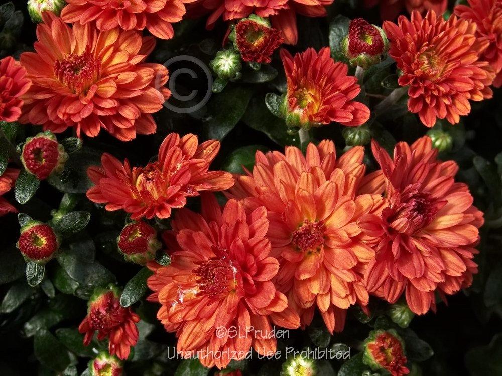 Photo of Garden Mum (Chrysanthemum 'Tabitha') uploaded by DaylilySLP