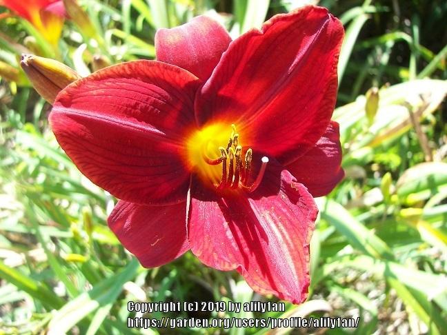 Photo of Daylily (Hemerocallis 'Frankly Scarlet') uploaded by alilyfan