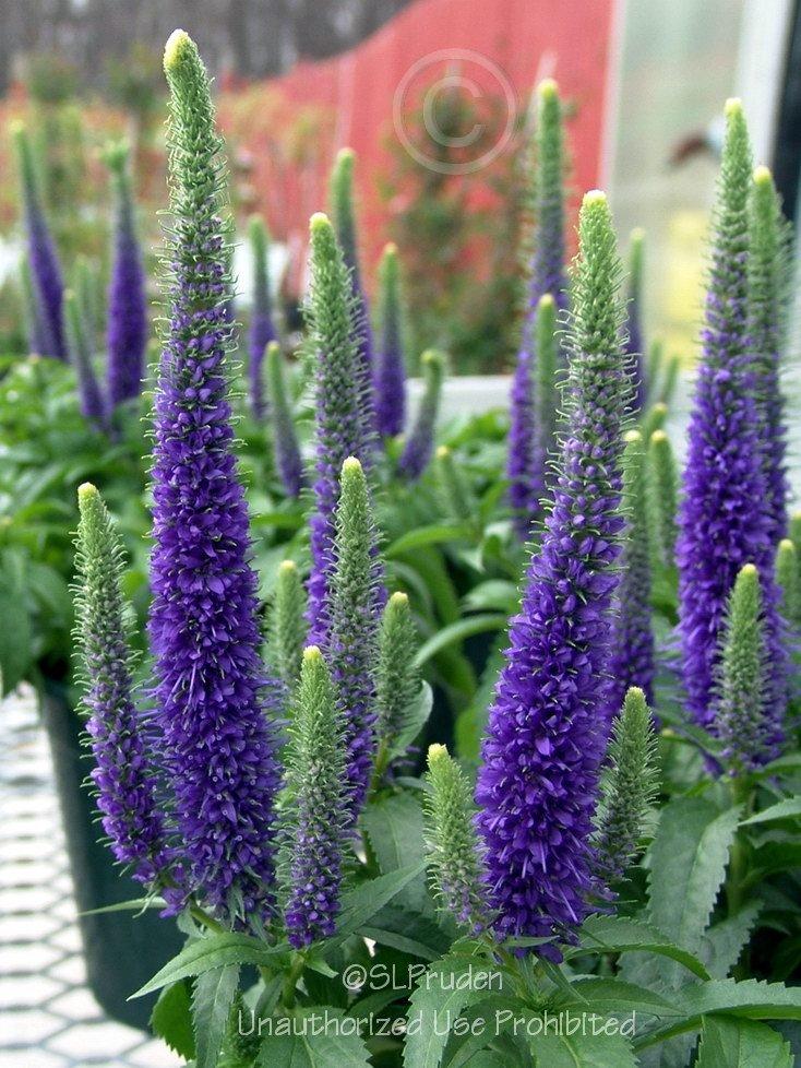 Photo of Spike Speedwell (Veronica spicata Royal Candles) uploaded by DaylilySLP
