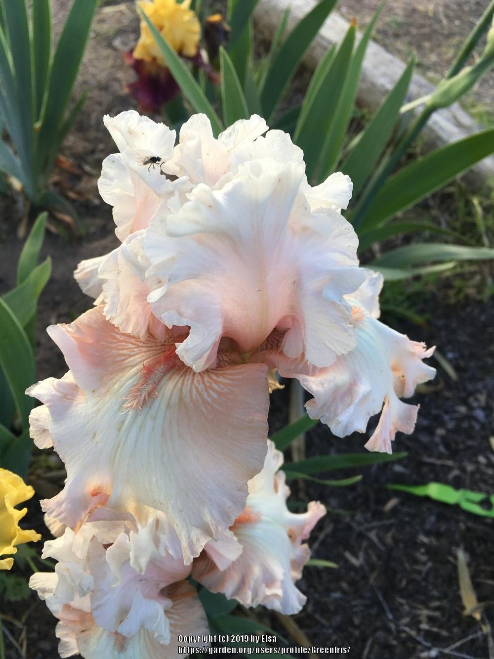 Photo of Tall Bearded Iris (Iris 'Double Platinum') uploaded by GreenIris