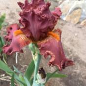 Border Bearded Iris Country Lace