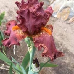 Location: Las Cruces, NM
Date: 2019-04-12
Border Bearded Iris Country Lace