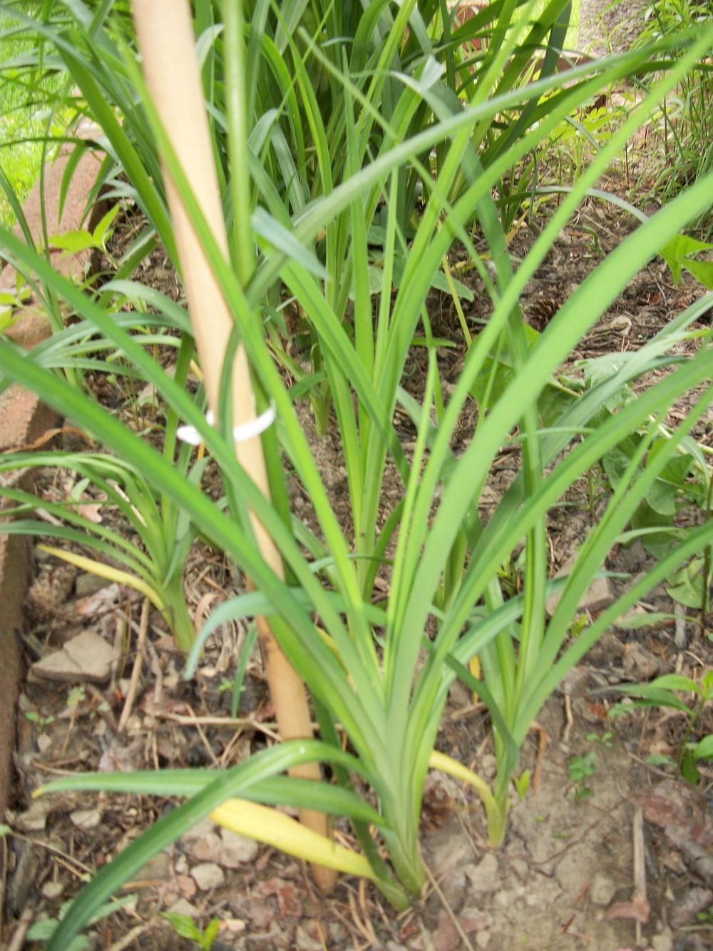 Photo of Daylily (Hemerocallis lilioasphodelus) uploaded by lovegrillin