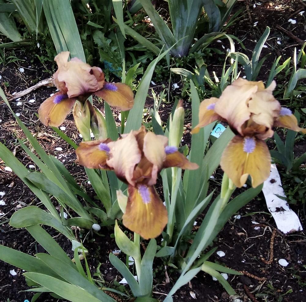 Photo of Standard Dwarf Bearded Iris (Iris 'Gingerbread Man') uploaded by Gardendaze00