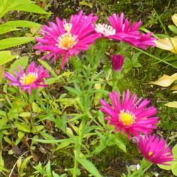 Location: Nora's Garden - Castlegar, B.C.
Date: 2019-10-04
- A bright fall colour for the New York Asters.