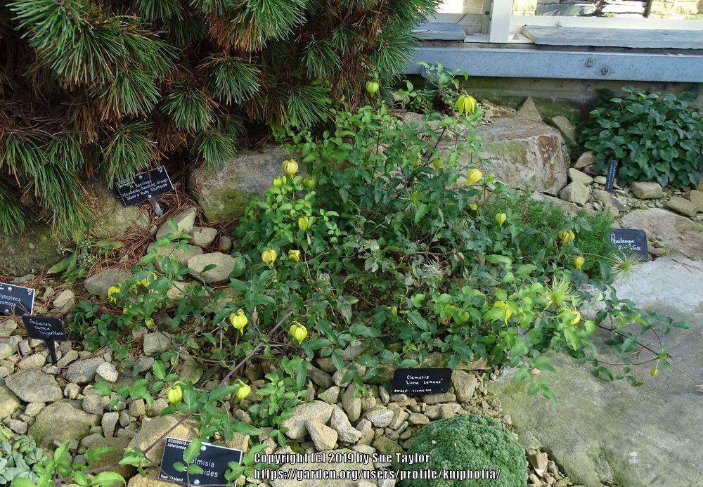 Photo of Clematis (Clematis tangutica Little Lemons) uploaded by kniphofia