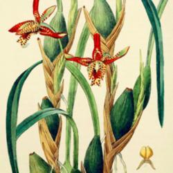
Date: c. 1839
illustration by Miss Drake from 'Edwards's Botanical Register', 1