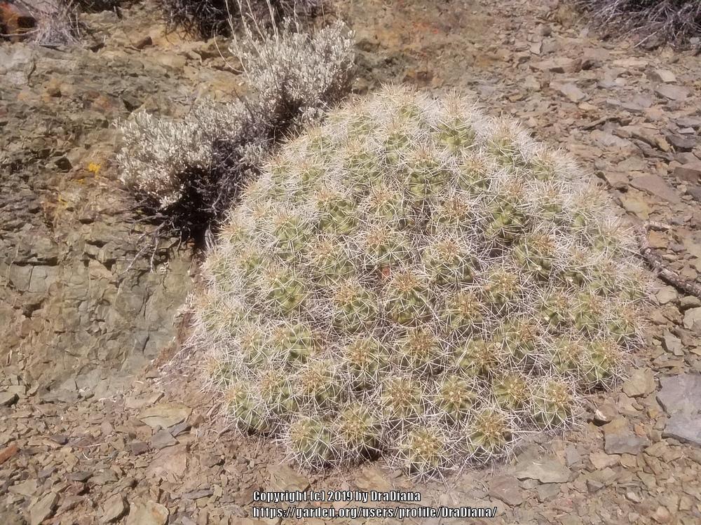 Photo of Claretcup Cactus (Echinocereus triglochidiatus) uploaded by DraDiana
