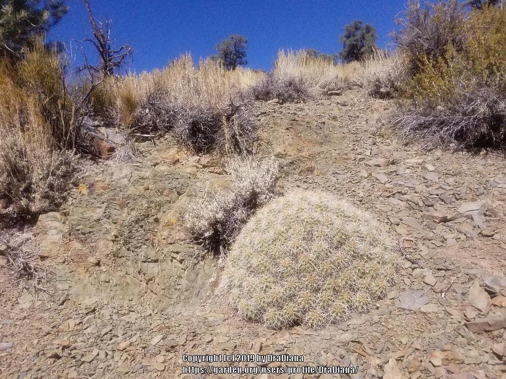 Photo of Claretcup Cactus (Echinocereus triglochidiatus) uploaded by DraDiana