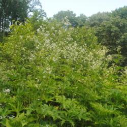 Location: Jenkins Arboretum in Berwyn, Pennsylvania
Date: 2019-07-14
a patch in bloom