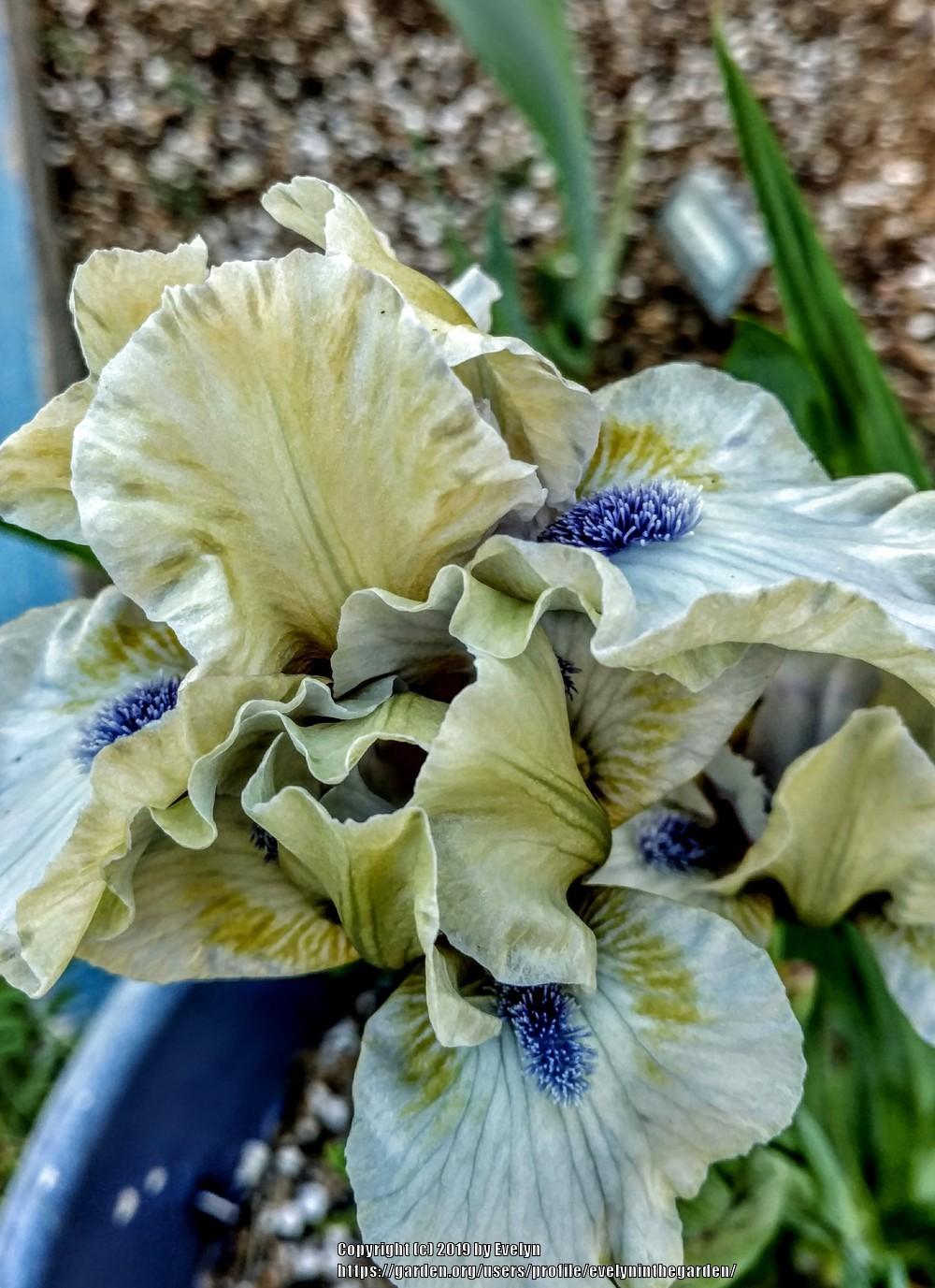 Photo of Standard Dwarf Bearded Iris (Iris 'Blue Oasis') uploaded by evelyninthegarden