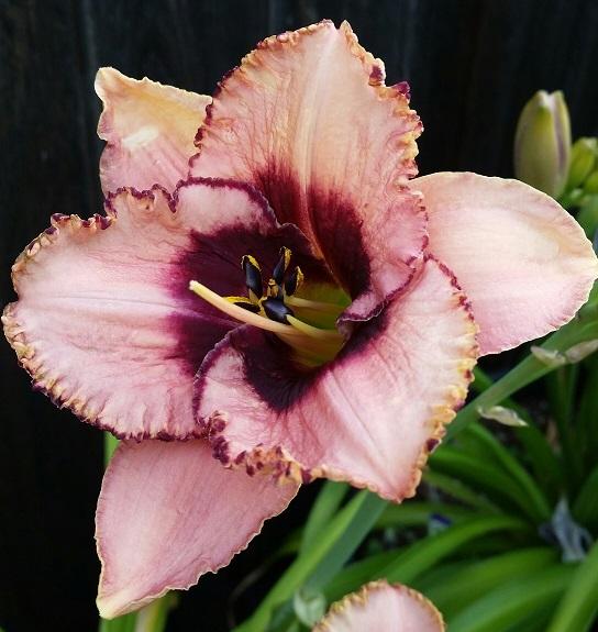 Photo of Daylily (Hemerocallis 'Daring Deception') uploaded by flowerpower35