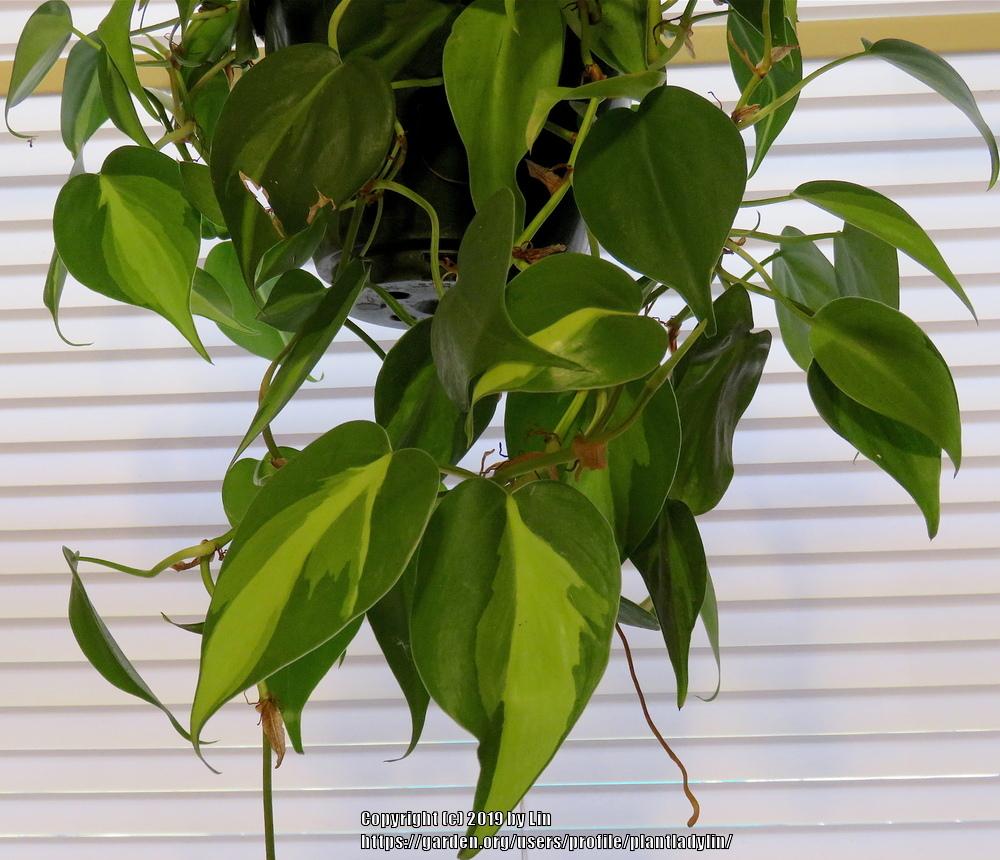 Photo of Philodendron (Philodendron hederaceum var. oxycardium 'Brasil') uploaded by plantladylin