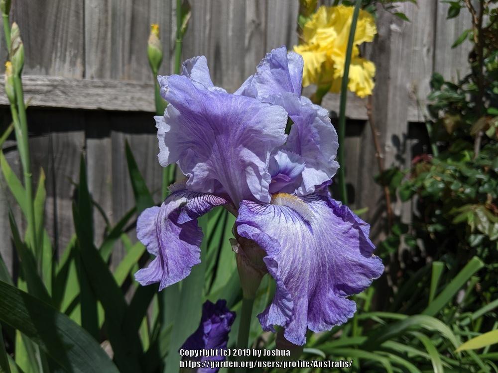 Photo of Tall Bearded Iris (Iris 'Handshake') uploaded by Australis