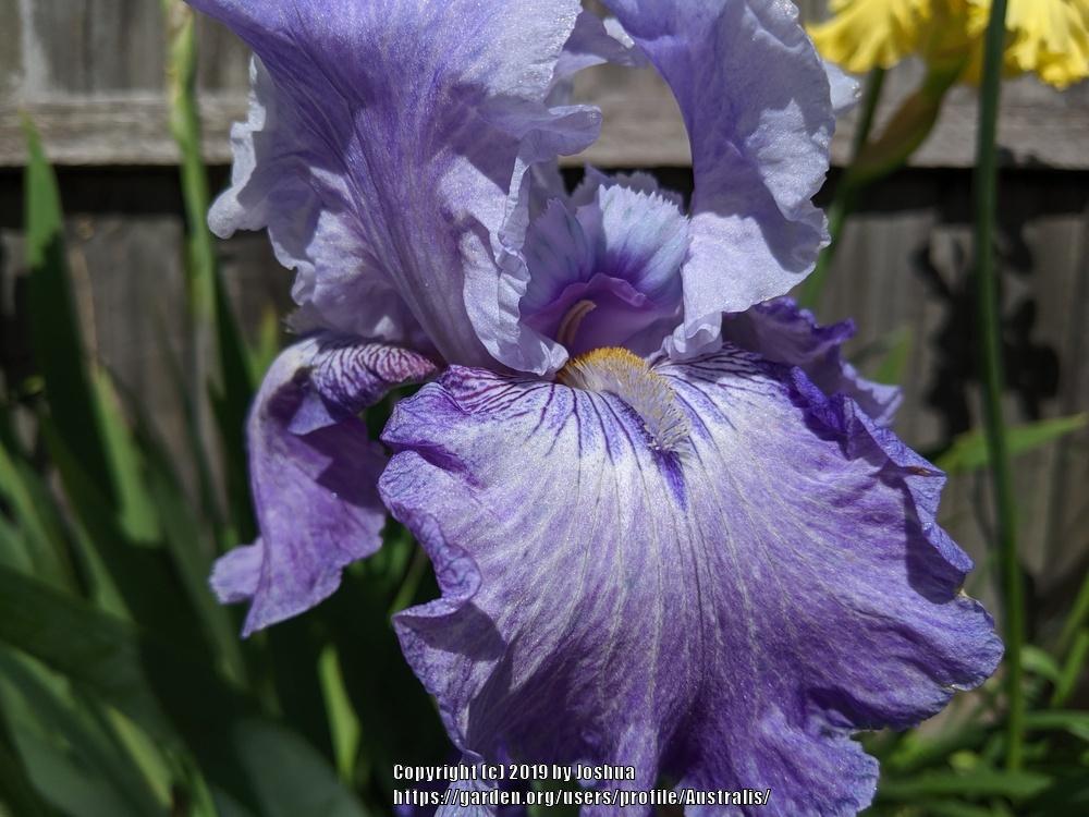 Photo of Tall Bearded Iris (Iris 'Handshake') uploaded by Australis