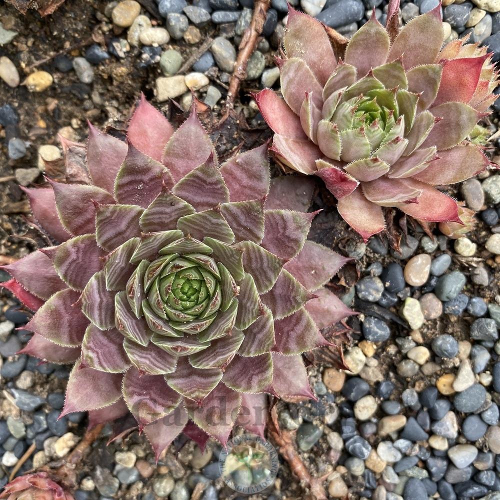 Photo of Hen and Chicks (Sempervivum 'Peggy') uploaded by Patty