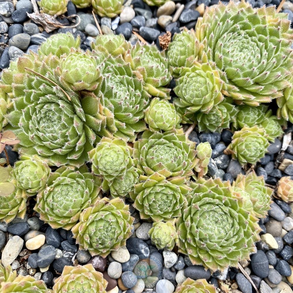 Photo of Hen and Chicks (Sempervivum 'Suite Minuet') uploaded by Patty