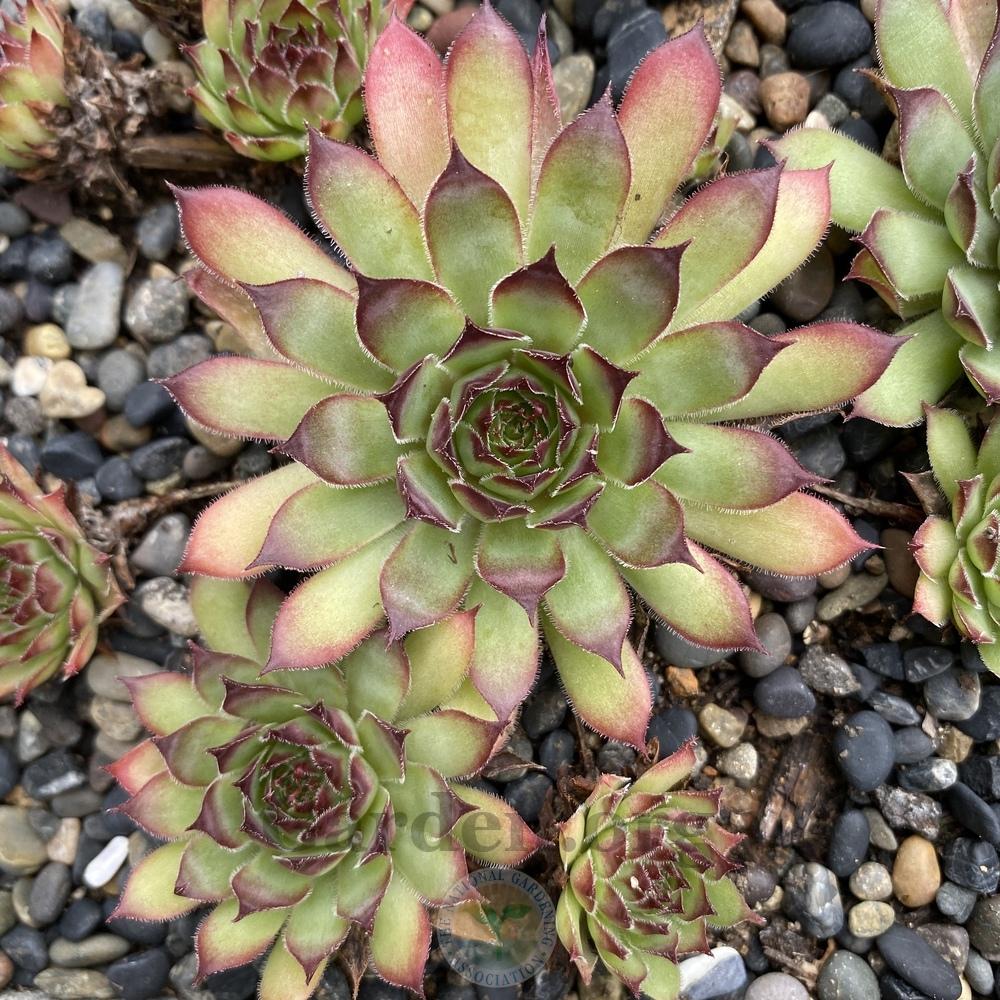 Photo of Hen and Chicks (Sempervivum 'Karo') uploaded by Patty