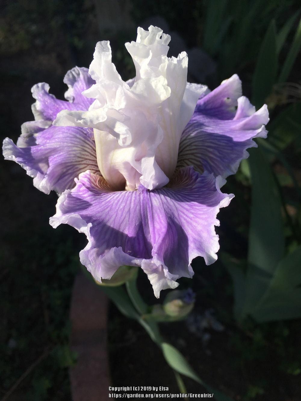 Photo of Tall Bearded Iris (Iris 'Gallic Softness') uploaded by GreenIris