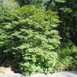 Location: Jenkins Arboretum in Berwyn, Pennsylvania
Date: 2019-10-05
mature tree in landscape