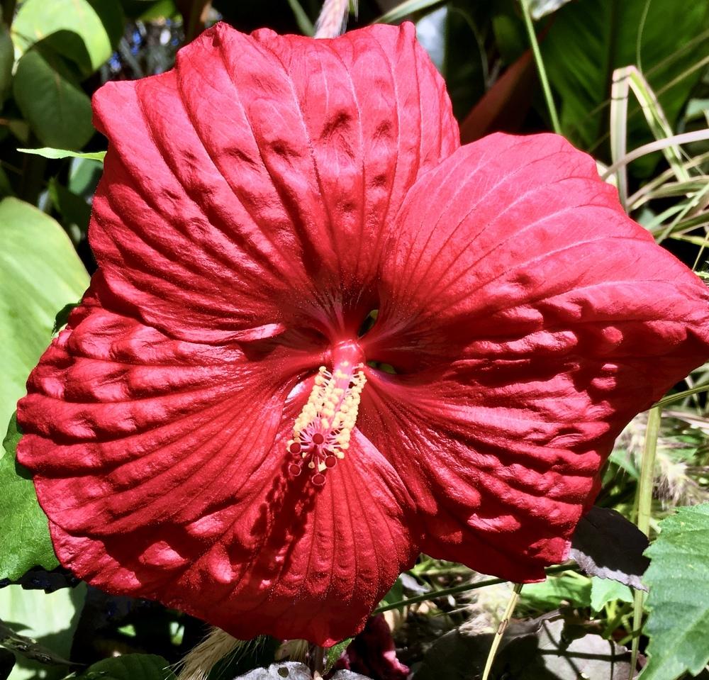 Photo of Hybrid Hardy Hibiscus (Hibiscus Summerific™ Holy Grail) uploaded by csandt