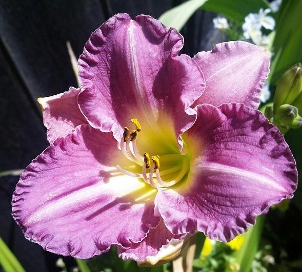 Photo of Daylily (Hemerocallis 'Entrapment') uploaded by flowerpower35