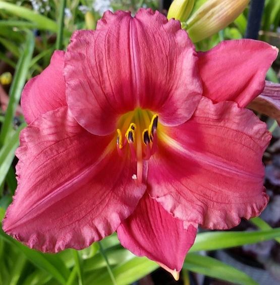 Photo of Daylily (Hemerocallis 'Gordon Biggs') uploaded by flowerpower35