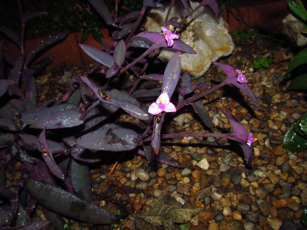 Photo of Purple Heart (Tradescantia pallida 'Purpurea') uploaded by jmorth