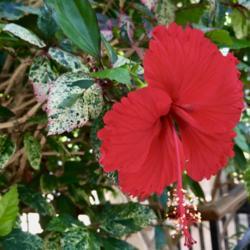 Location: Longwood Gardens, Kennet Square, Pennsylvania USA
Date: 2019-10-04
Chinese Hibiscus: Hibiscus rosa-sinensis variegated form