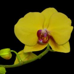 Location: Botanical Gardens of the State of Georgia...Athens, Ga
Date: 2016-09-10
Moth Orchid - Phalaenopsis Lemon Chiffon 020