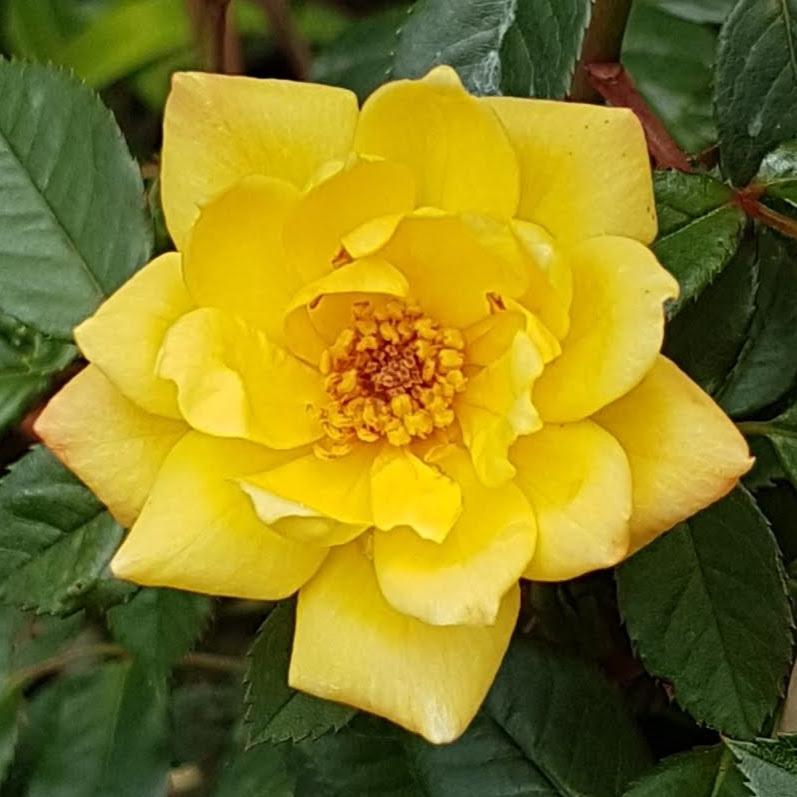 Photo of Rose (Rosa 'Laura Ford') uploaded by rolliekins