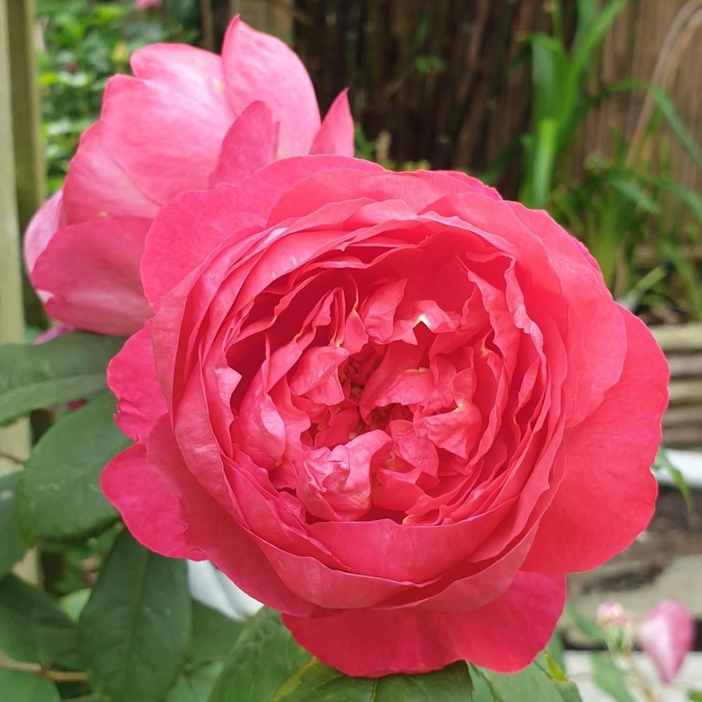 Photo of Rose (Rosa 'Benjamin Britten') uploaded by rolliekins