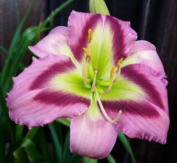 Photo of Daylily (Hemerocallis 'Malachite Prism') uploaded by flowerpower35