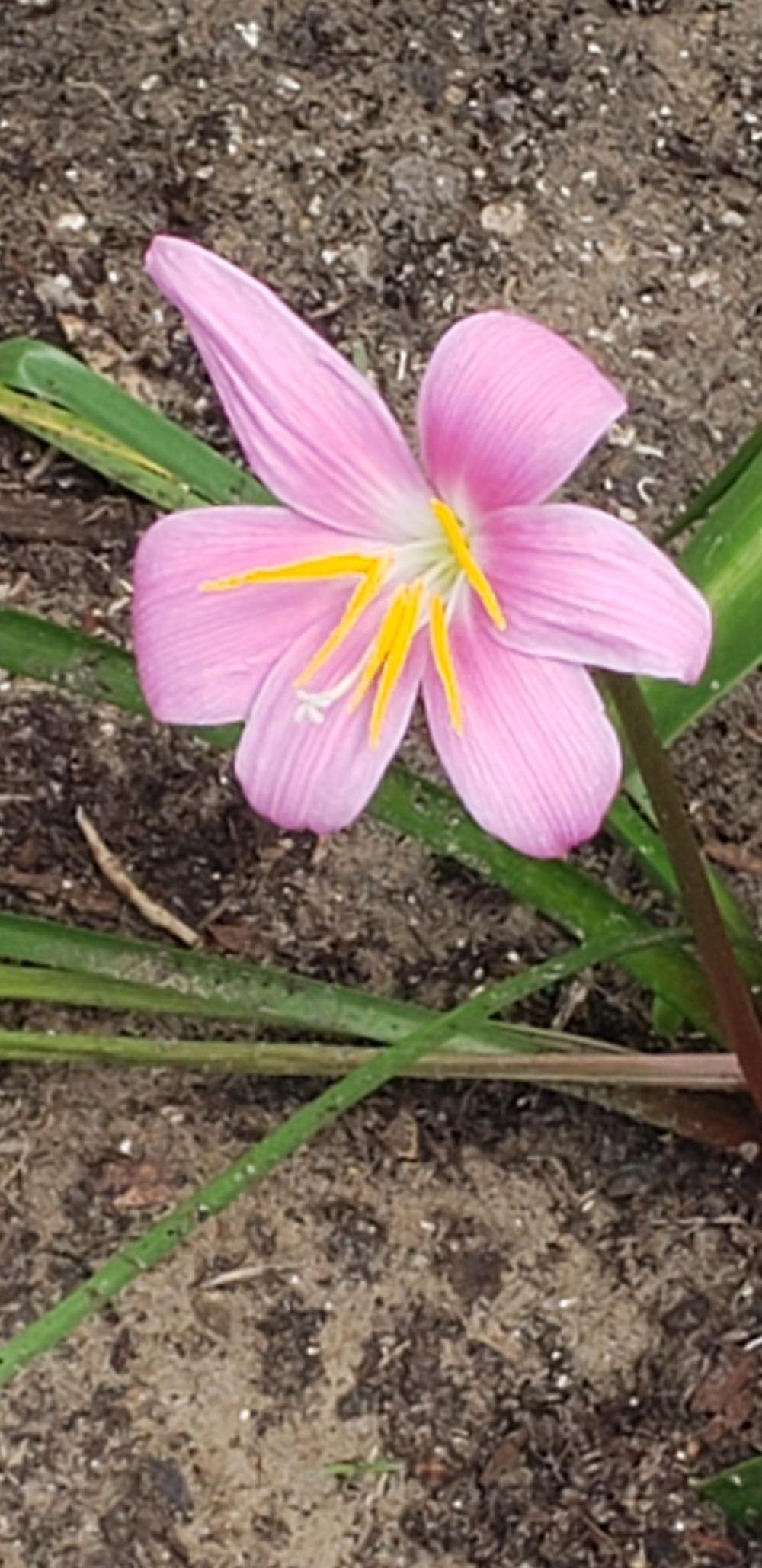 Photo of Zephyr Lily (Zephyranthes rosea) uploaded by Paty99