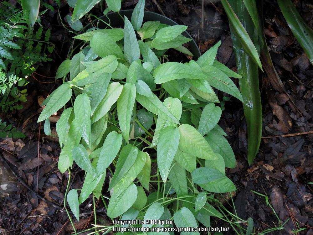 Photo of Pothos (Epipremnum pinnatum 'Cebu Blue') uploaded by plantladylin