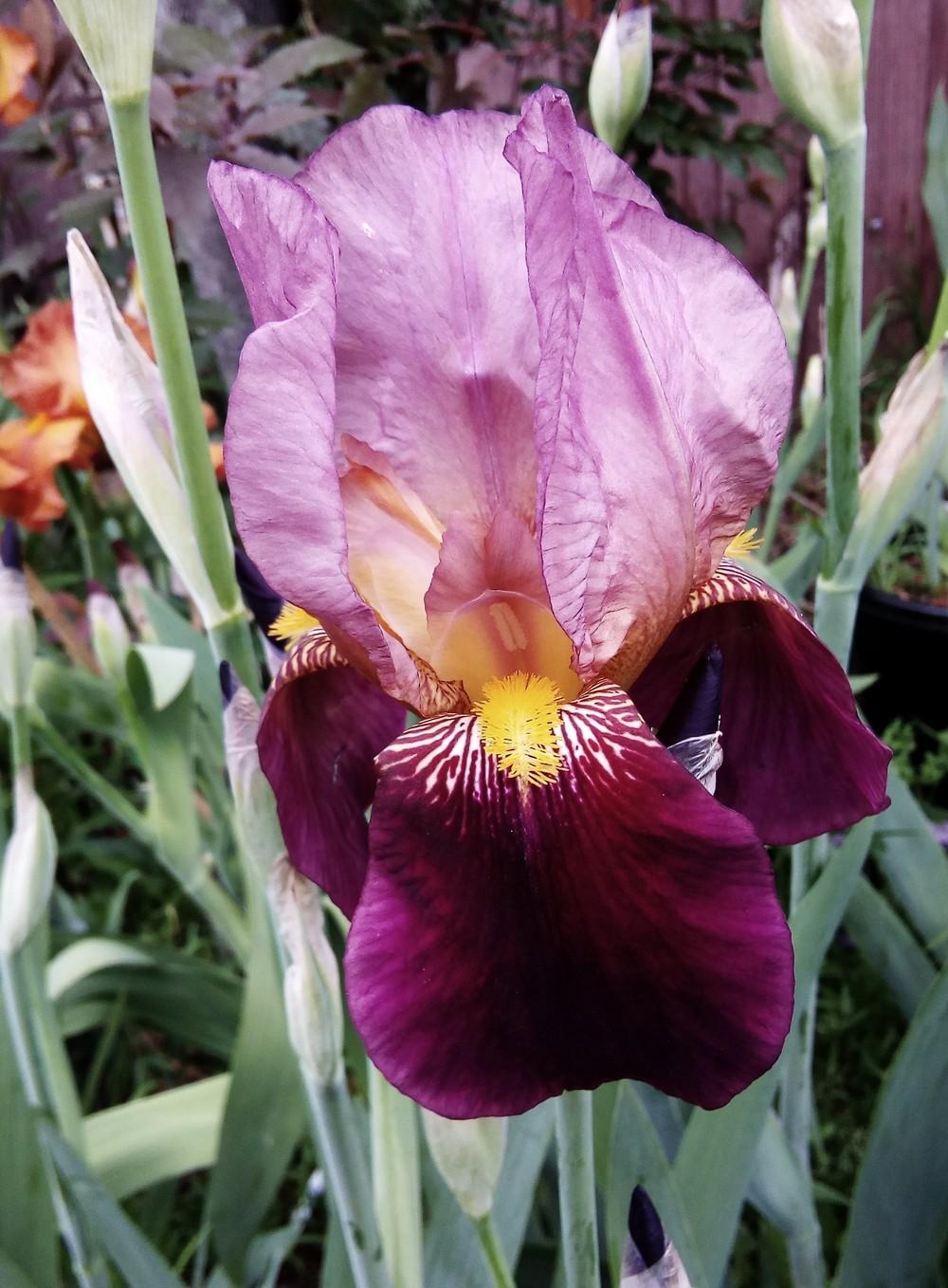 Photo of Tall Bearded Iris (Iris 'Indian Chief') uploaded by Gardendaze00