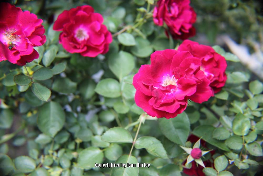 Photo of Rose (Rosa 'Demokracie') uploaded by Ivan_N_Tx