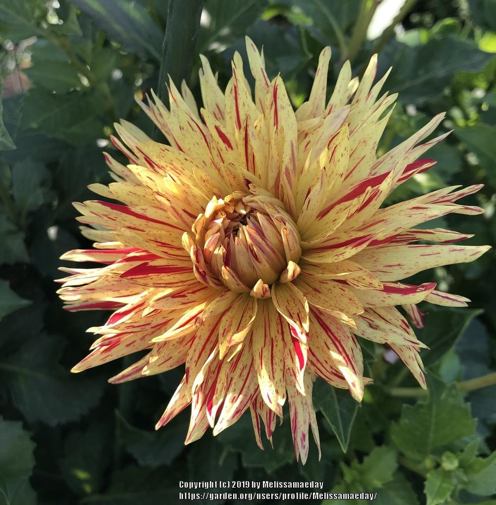Photo of Dahlia 'Hollyhill Six in One' uploaded by Melissamaeday