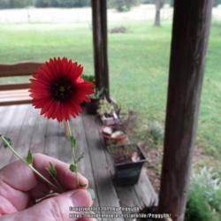 Location: Temple, Texas
Date: 2019-07-21
Wildflower picked in Gause, Texas.