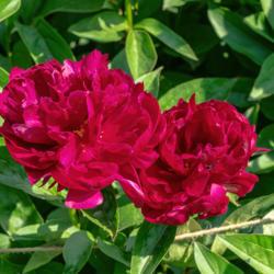 Location: Peony Garden at Nichols Arboretum, Ann Arbor, Michigan
Date: 2018-05-29
Bed 9 Adolphe Rousseau (3cd) Taken May 29, 2018